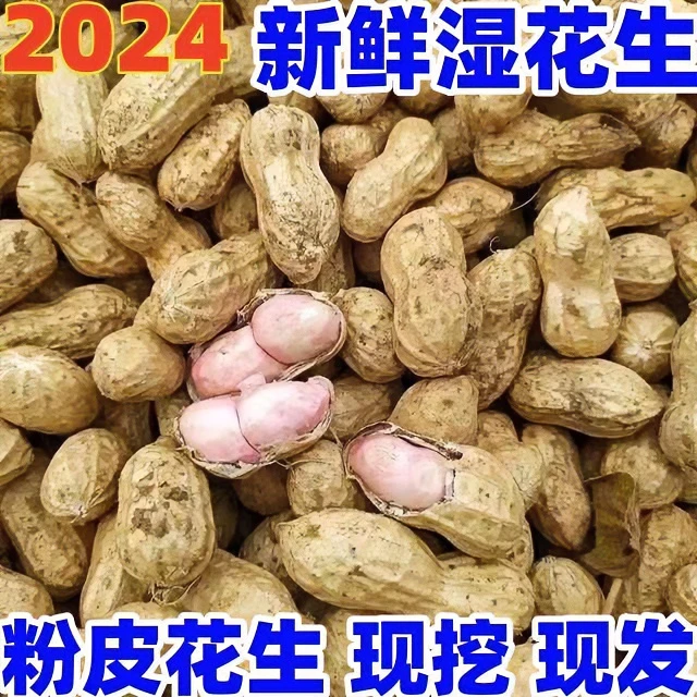 【新鲜湿花生】2024年现挖现发湿花生粉白皮带壳农家自种可水煮生吃