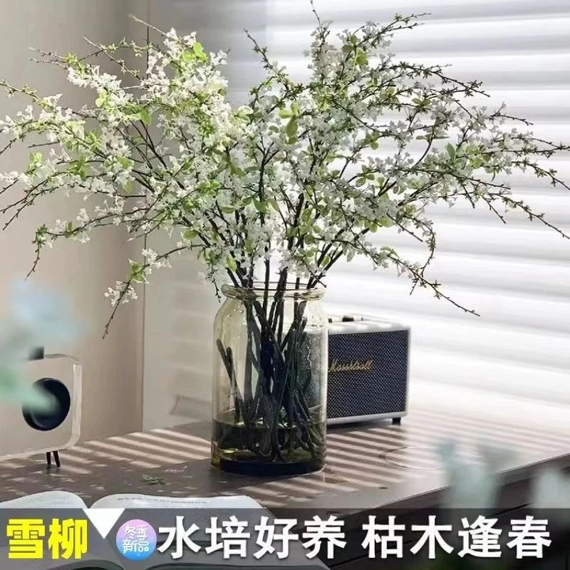 绿植原生雪柳鲜枝耐寒水养遇水插花开花水培植物花卉【基地直销】