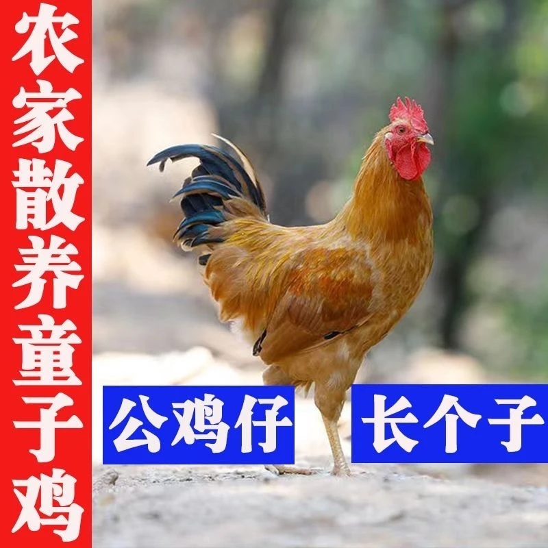 高山放养童子鸡1100g    已售991童子鸡