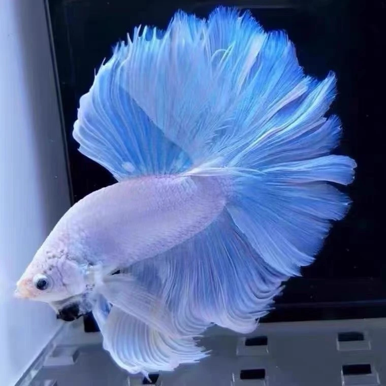 F9（193-216）泰国斗鱼小型热带观赏鱼、耐活