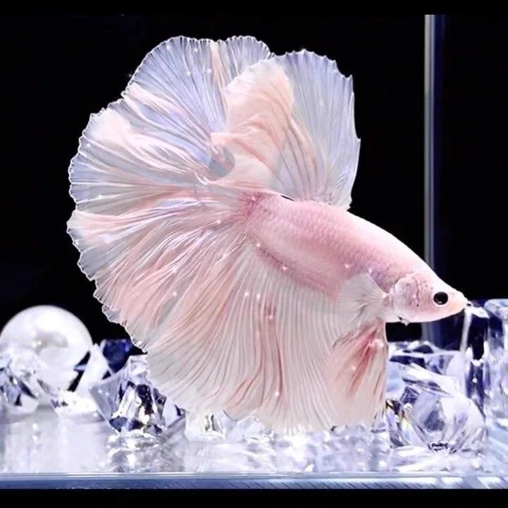 B9（193-216）泰国斗鱼小型热带观赏鱼、耐活