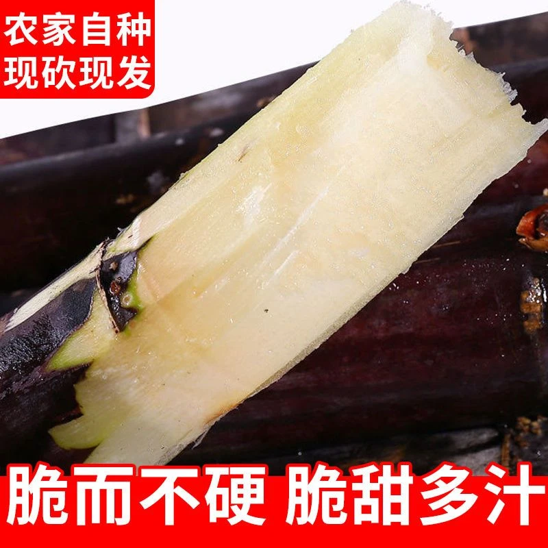 广西上思县黑皮甘蔗现砍现发产地发货9斤旱地甘蔗脆甜多汁中段