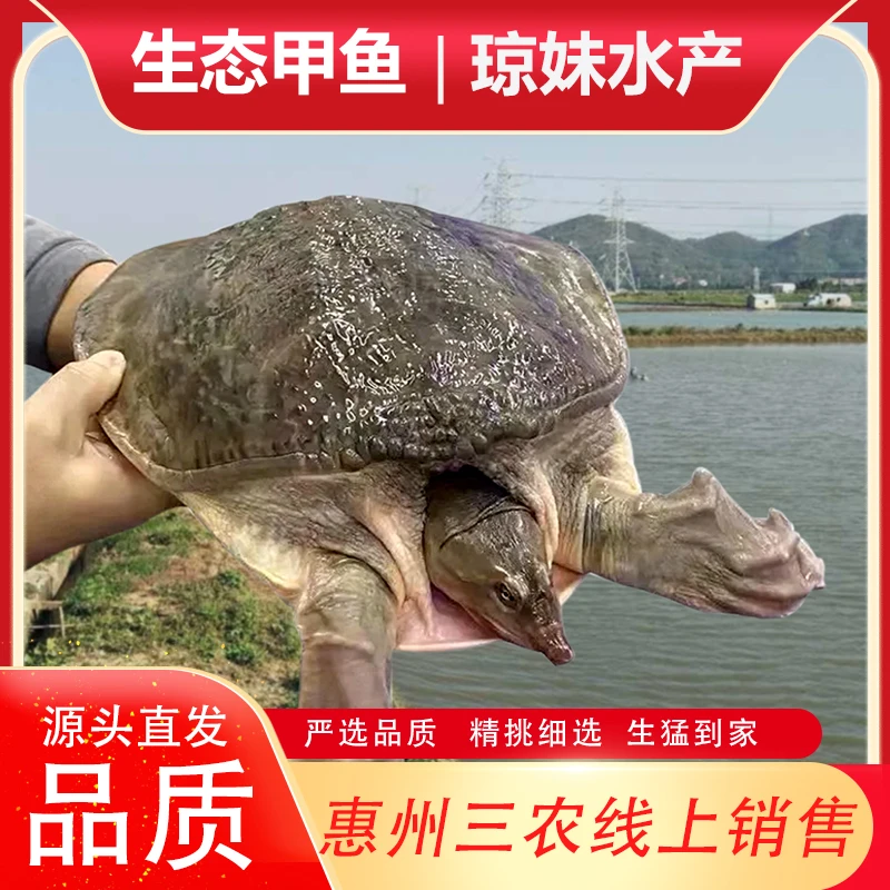 顺丰22斤特大甲鱼水库放养 老鳖 水鱼 团鱼 珍珠鱼 鲜活包邮包活