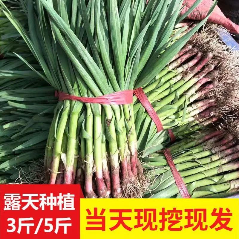 2024现挖现发红根新鲜蒜苗基地香蒜苗自种青蒜苗精选好吃1斤2斤