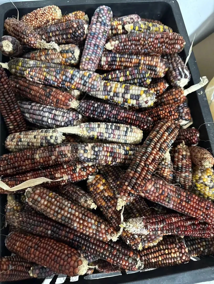 （练手瑕疵补粒款）文玩玉米手把件，毛料装饰品摆件挂件，拍一发十