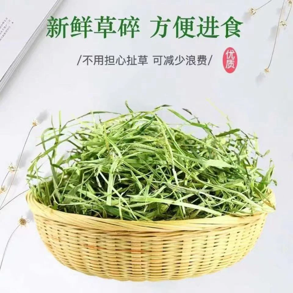 提摩西草高海拔低温度生长原产地直发23年头茬碎草新鲜优质新鲜
