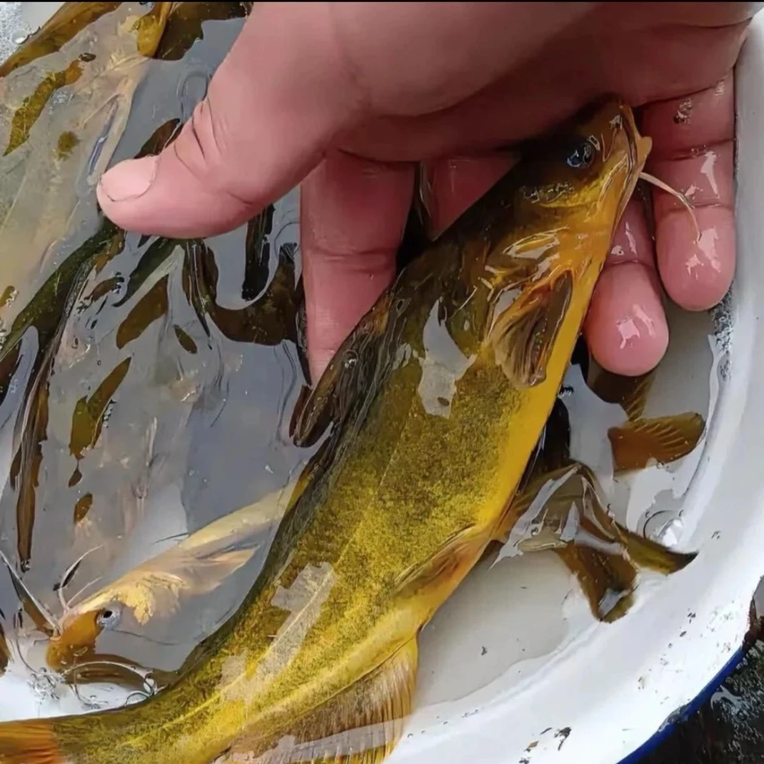 黄辣丁黄骨鱼昂刺鱼黄颡黄桑小鱼苗易养活黄鸭叫淡水养殖食用鱼