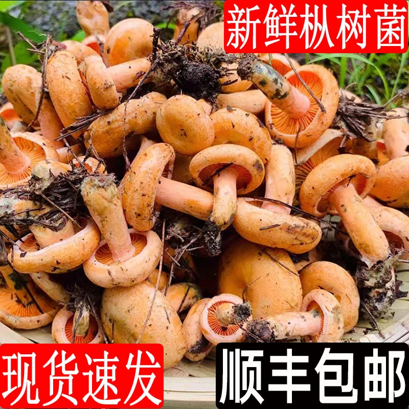 新鲜野生枞菌谷熟菌燕来覃三九菇黄枞树菌顺丰包邮寒菌谷熟菌