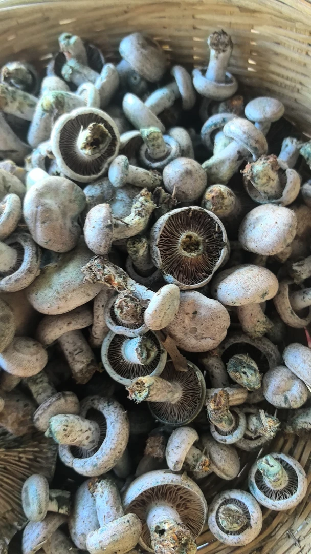 乌菌新鲜野生寒菌包邮