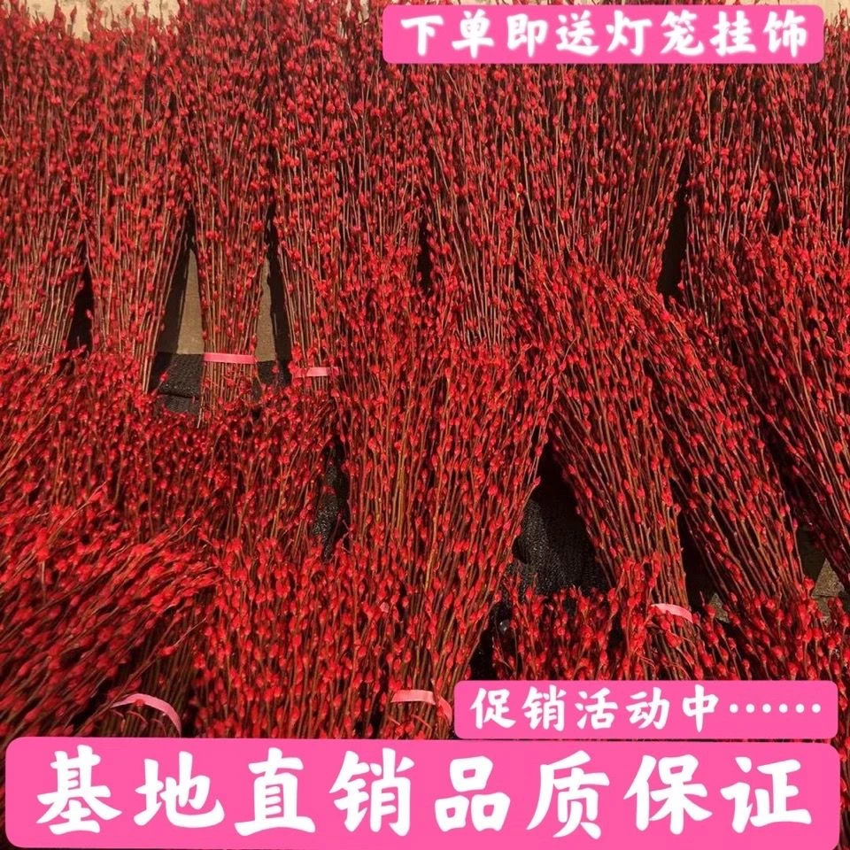 新年年宵花银柳红色真花包装干花花束春节送人室内装饰客厅年宵花