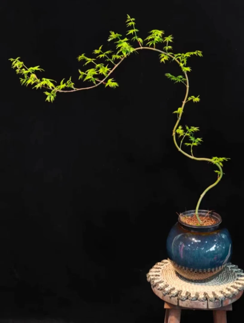 黄金流泉枫青叶流泉枫日本枫垂枝流泉室内阳台盆栽花园庭院地栽