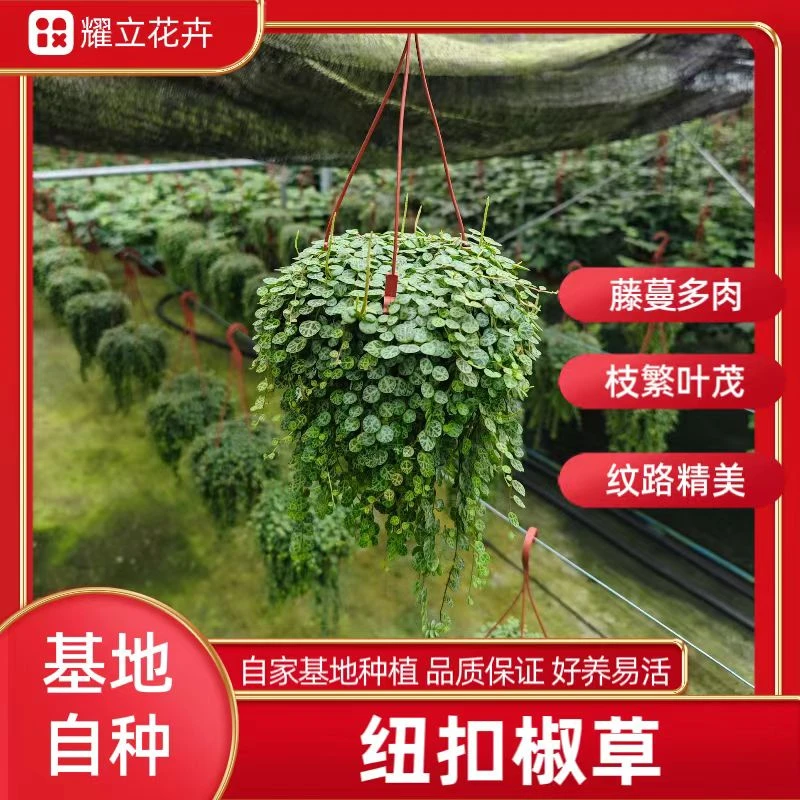 【纽扣椒草】世界宝石小型精致室内精美种植雨林缸