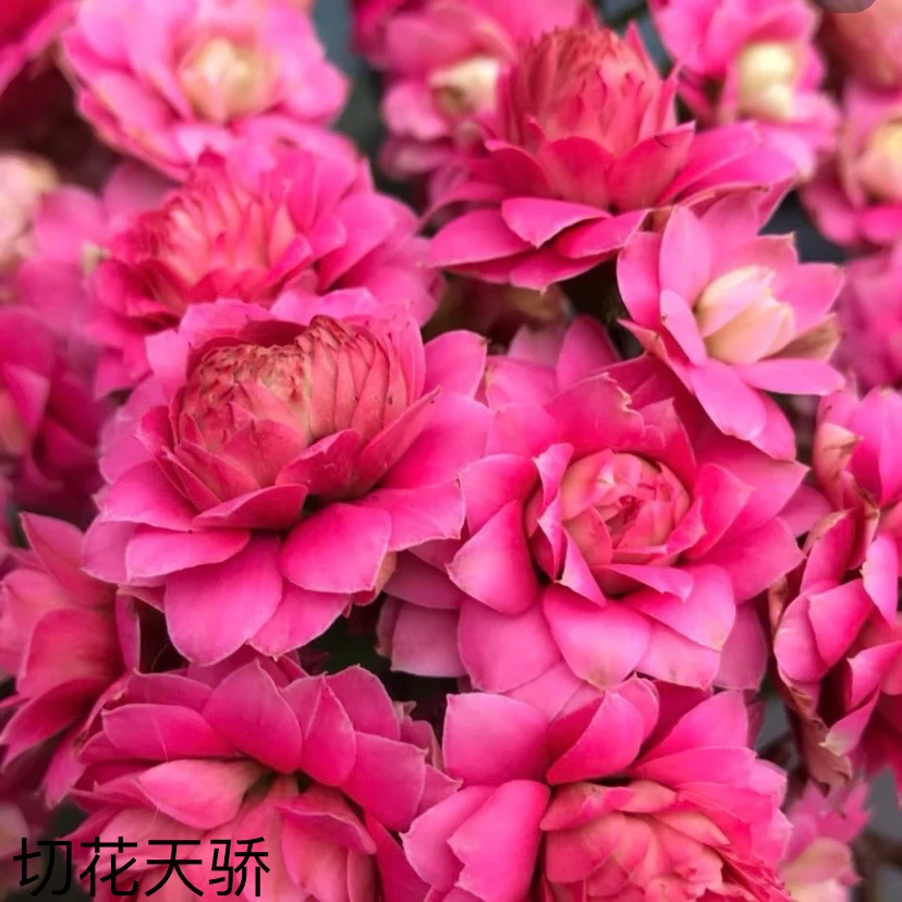 切花天骄：重瓣切花基地直发 室内盆栽烂叶黄叶不售后介意勿拍