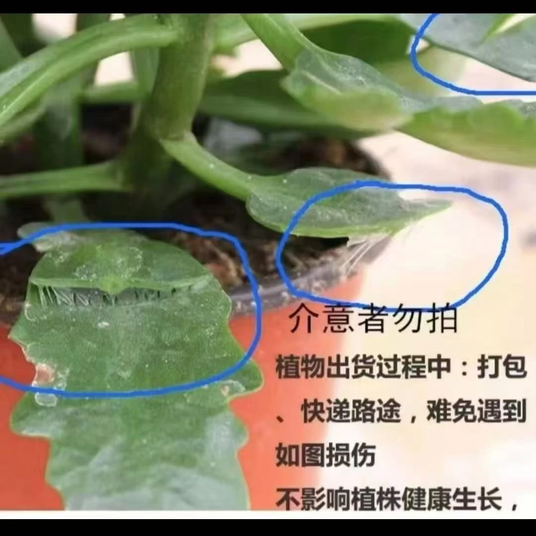 丽莎： 重瓣大花阳台花卉色艳丽好复花 烂叶黄叶不售后介意勿拍