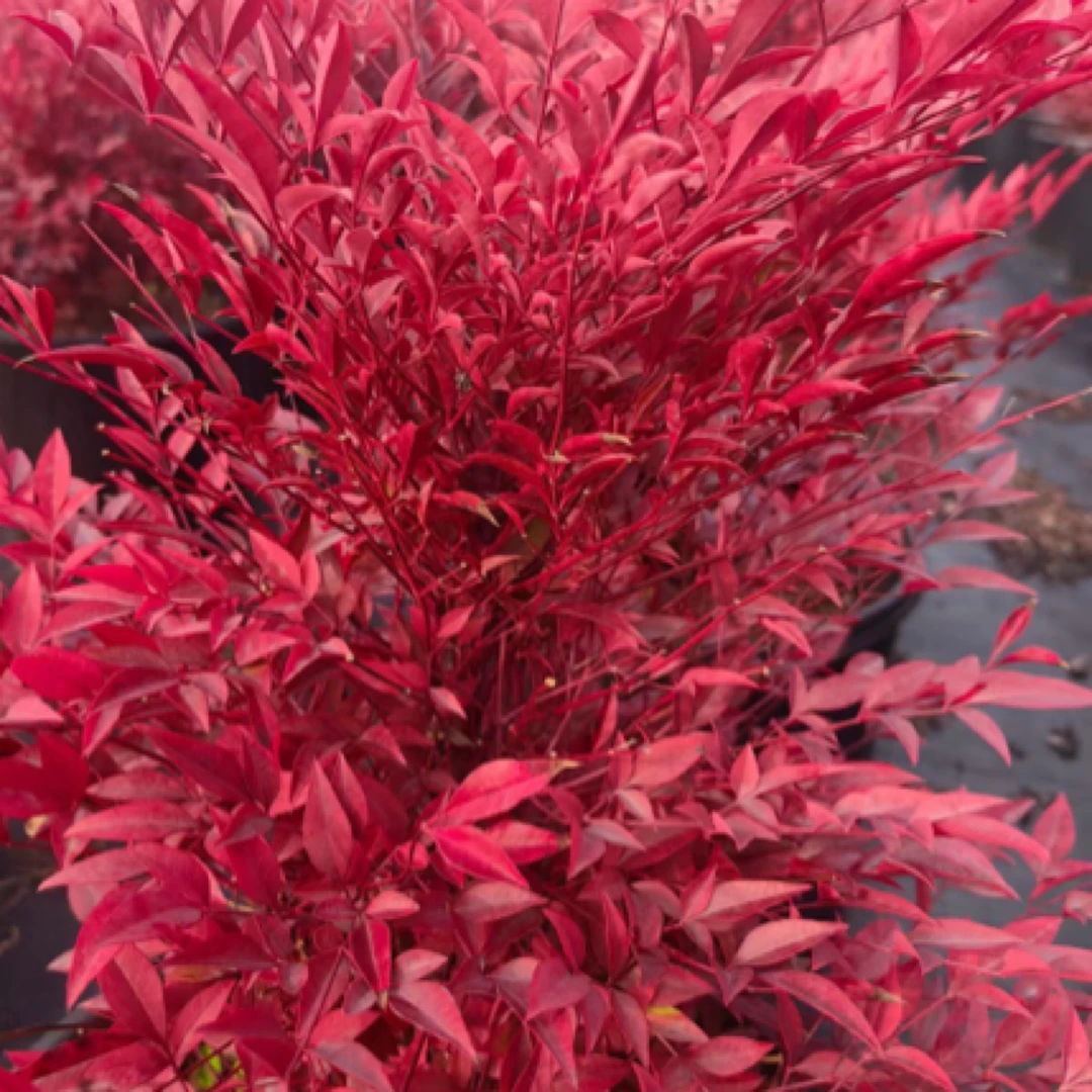 红宝石南天竹盆景四季红叶南天竹,南天竹盆栽,鸿运南天竹脱盆发货
