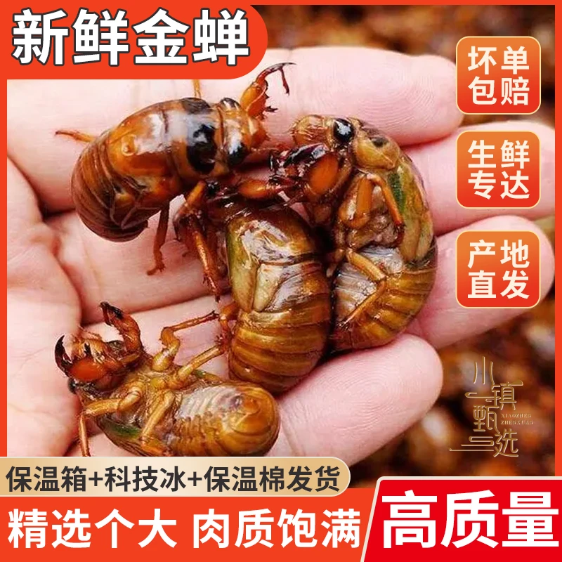 新疆顺丰空运2025新鲜速冻知了猴 金蝉 爬叉猴 结了龟 可烧烤油炸