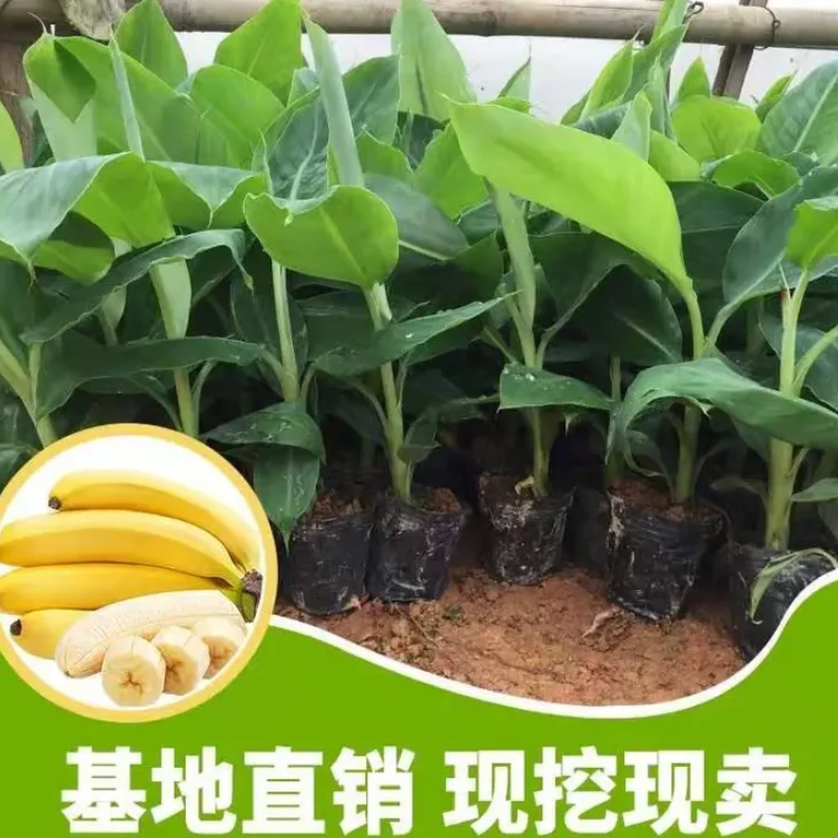 【正宗优质香蕉苗】基地直发 好养易活 南北方均可种植 香蕉苗