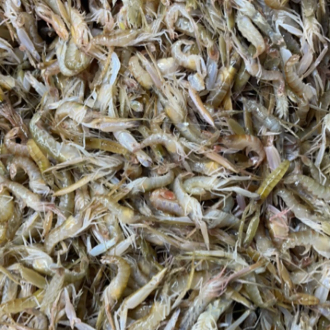 大连本地嘎巴虾 原产地直发 冻发货 顺丰包邮 保鲜保肥