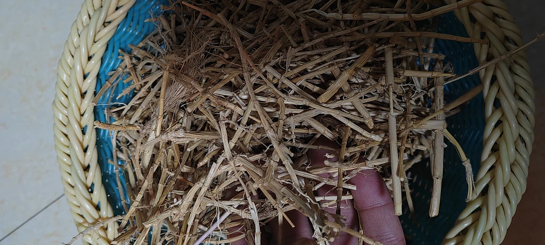 深山老林根茎a白毛根