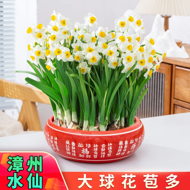漳州水仙花种球百福陶瓷花盆种好发货