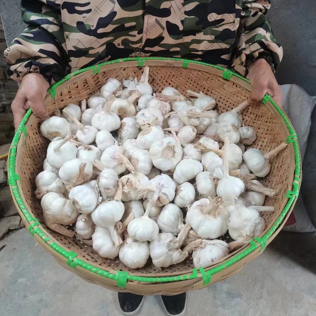 大蒜新鲜干净精品