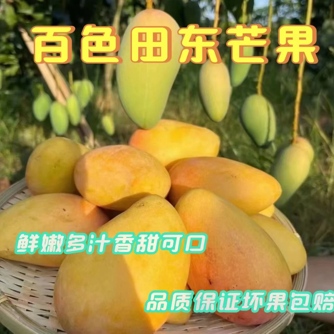 广西百色芒果田东小台农当季新鲜水果树上熟农特产高档礼盒装