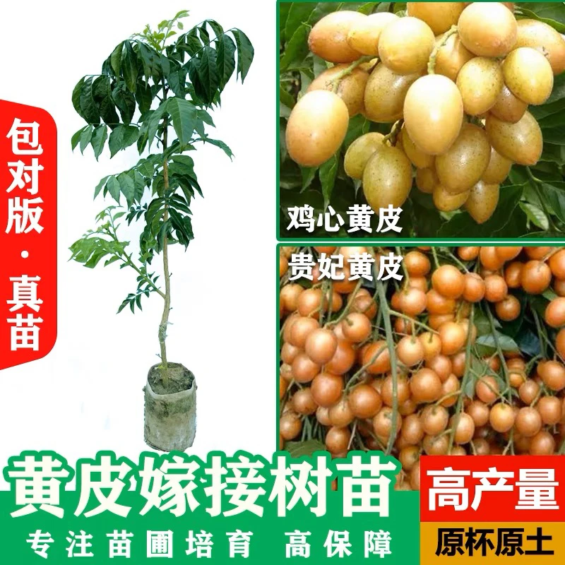 嫁接黑黄皮鸡心黄皮树苗无核紫肉黄皮树苗地栽盆栽南北方种植