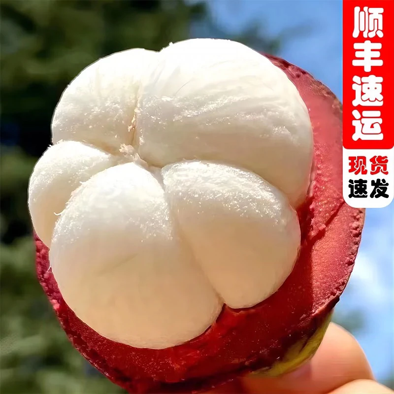 （顺丰包邮）泰国山竹红皮白肉新品种四季泰国无籽山竹