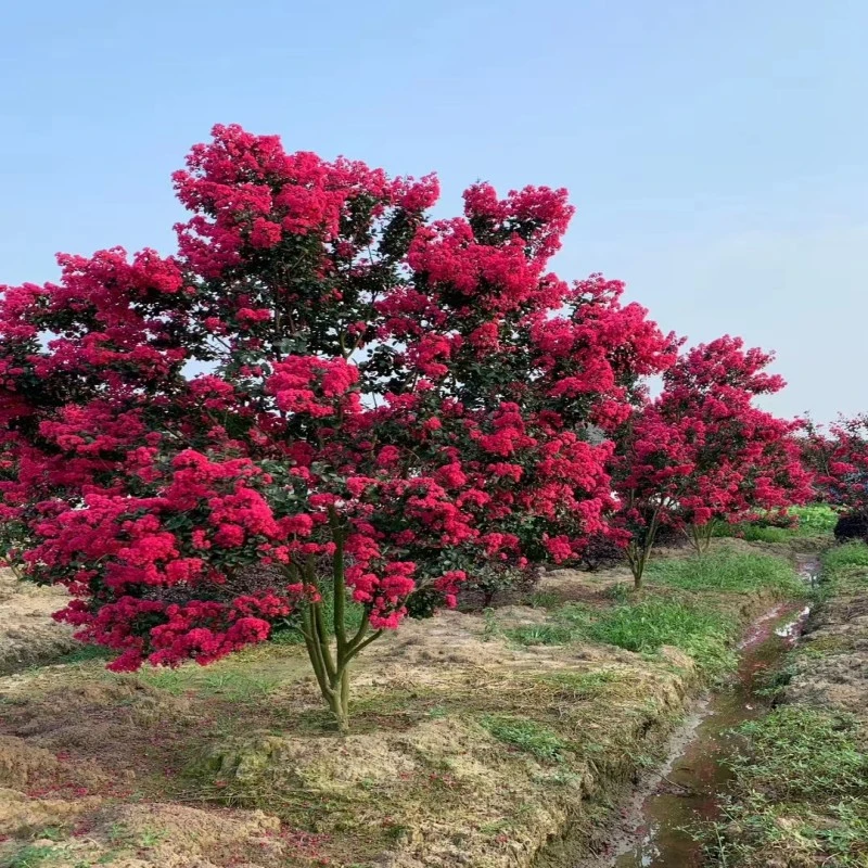 美国三红紫薇红火箭红火球天鹅绒紫薇夏日庭院别墅绿化观赏风景树