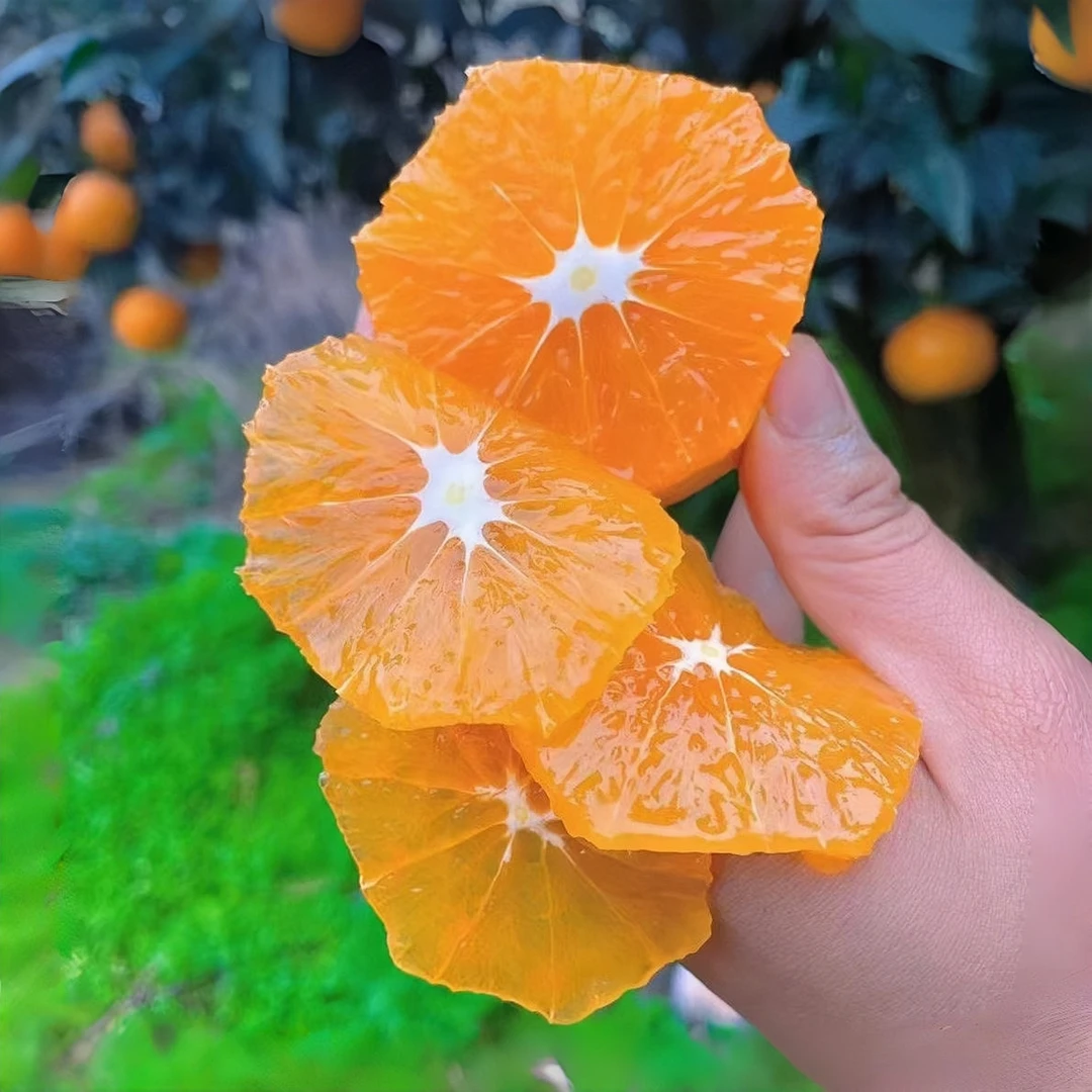 湖北秭归九月红红血橙伦晚果冻橙产地直发冰糖脐橙新鲜整箱包邮