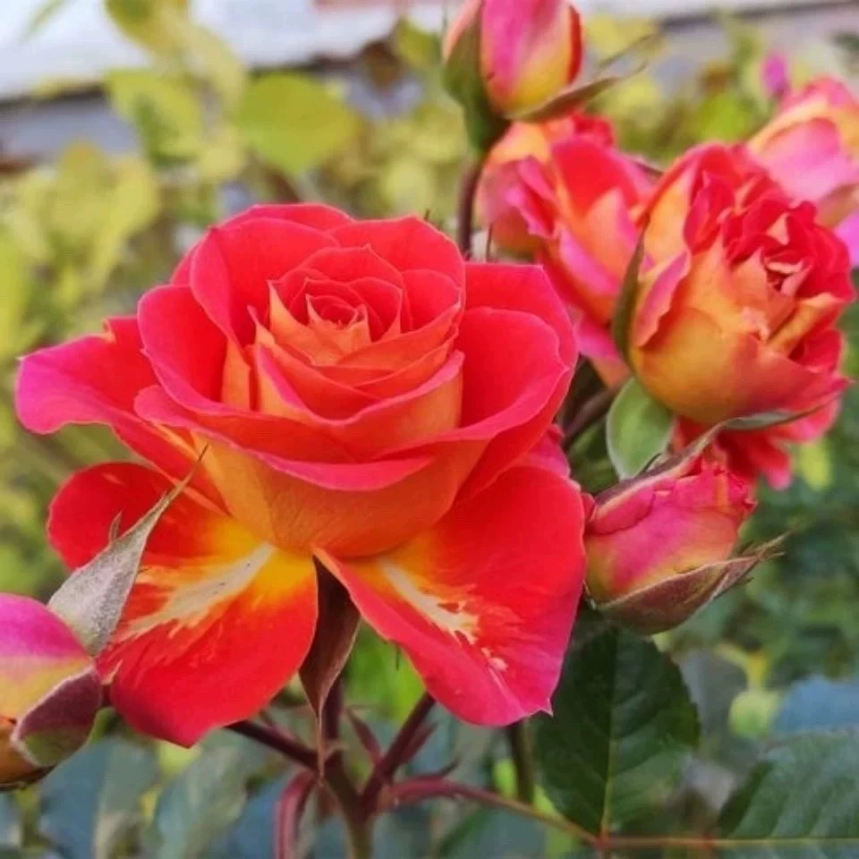 【双鱼座】月季玫瑰花苗盆栽带花苞四季开花