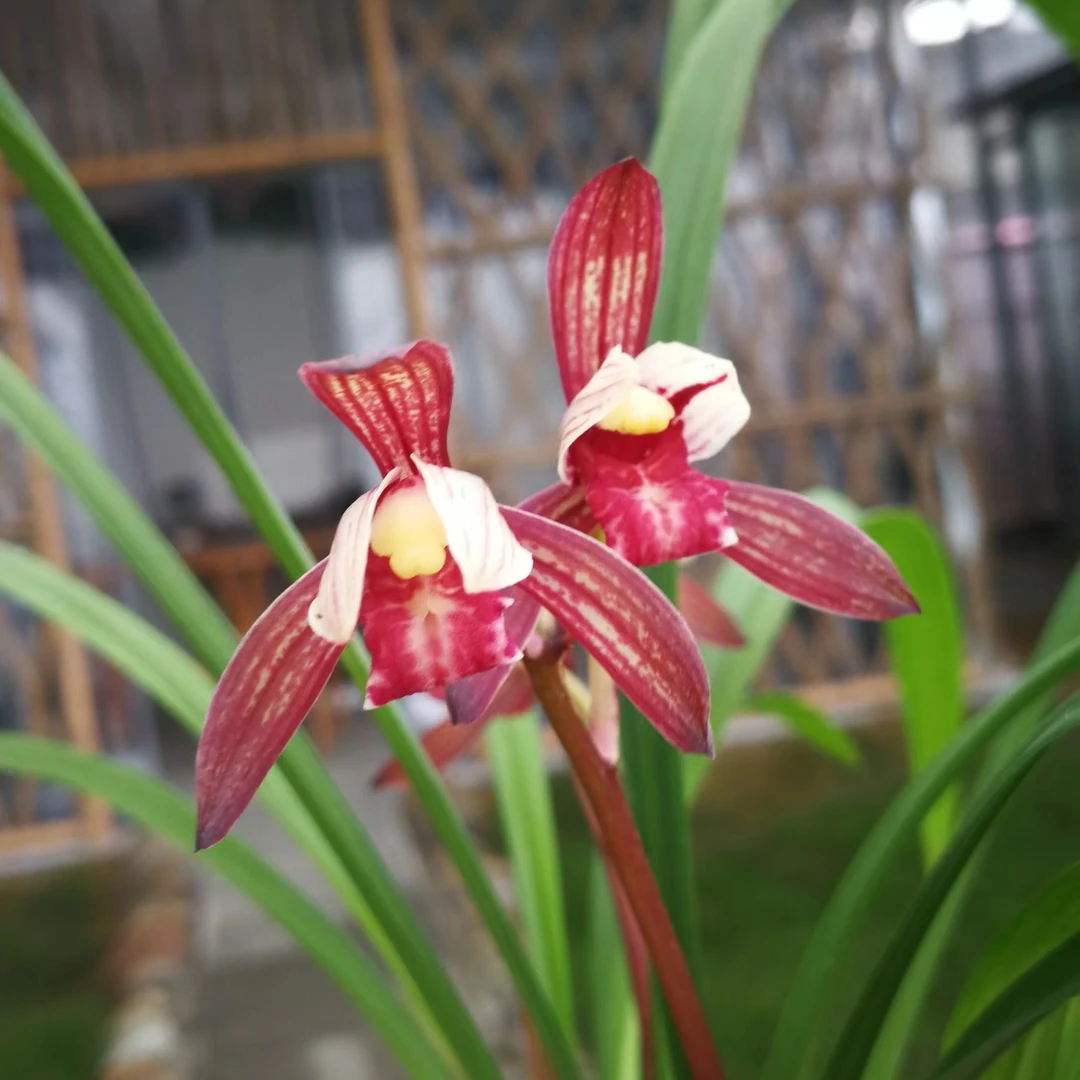 东坡墨也叫“紫凝"四季兰红花红舌，花大香幽花出架夏季开花默认2苗