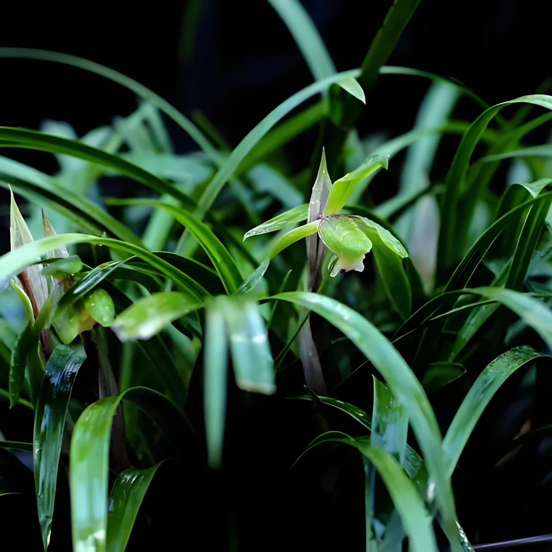 四川春兰盆景草4苗带花苞，自然苗，易种易开花春节开花香