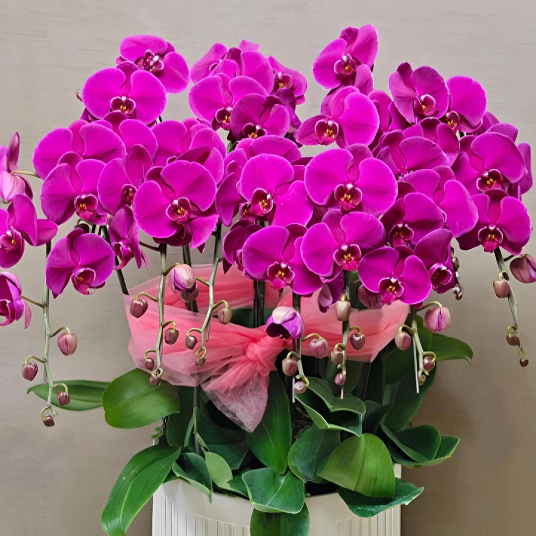 无花剑【大辣椒】苗子蝴蝶兰室内阳台花卉盆栽植物