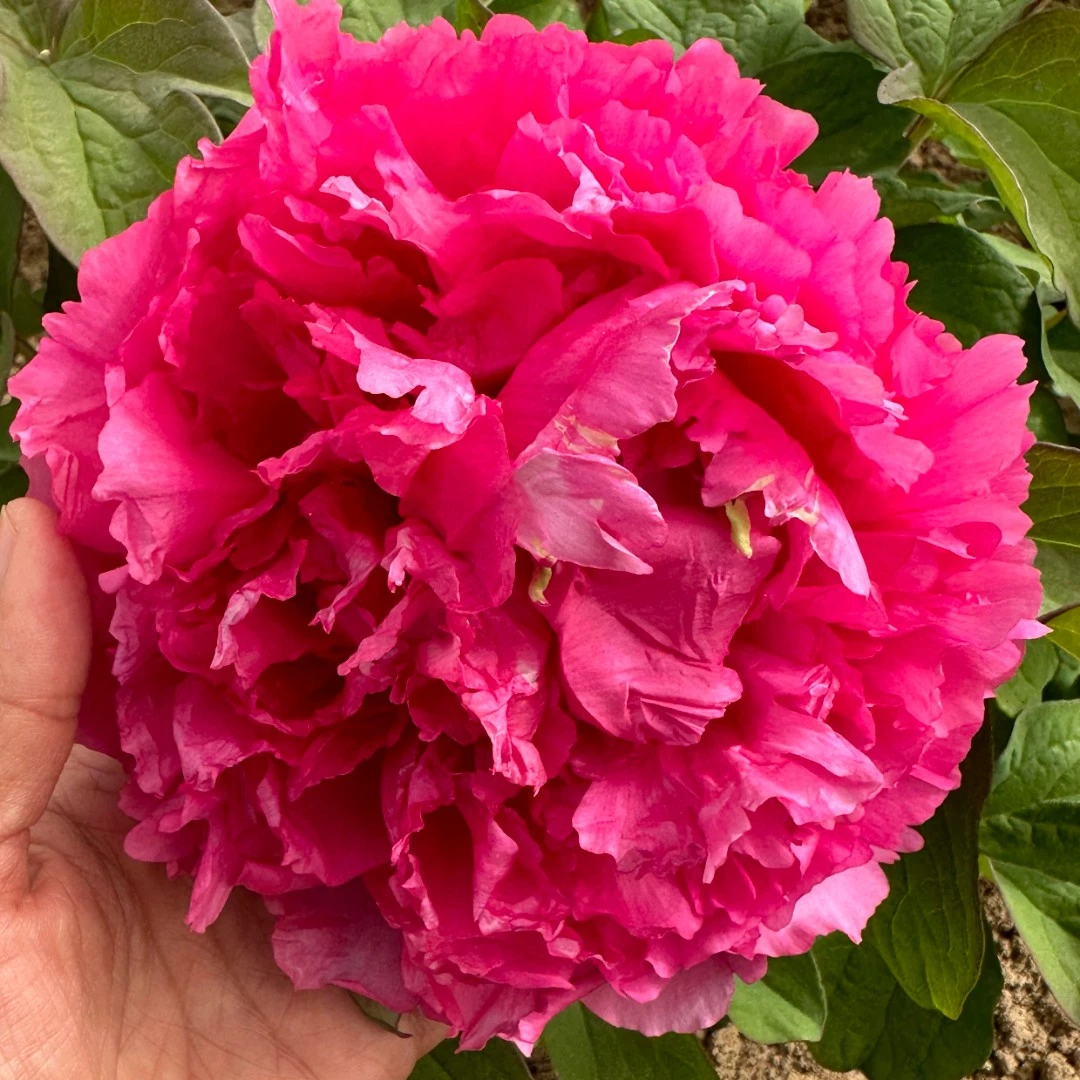 【原盆原土-卷叶红】洛阳重瓣观赏牡丹花大花绿植花卉盆栽耐寒好养