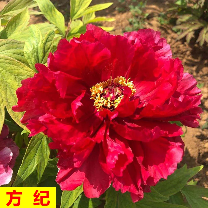 【原盆发货-芳纪】洛阳重瓣观赏牡丹花大花绿植花卉盆栽耐寒好养