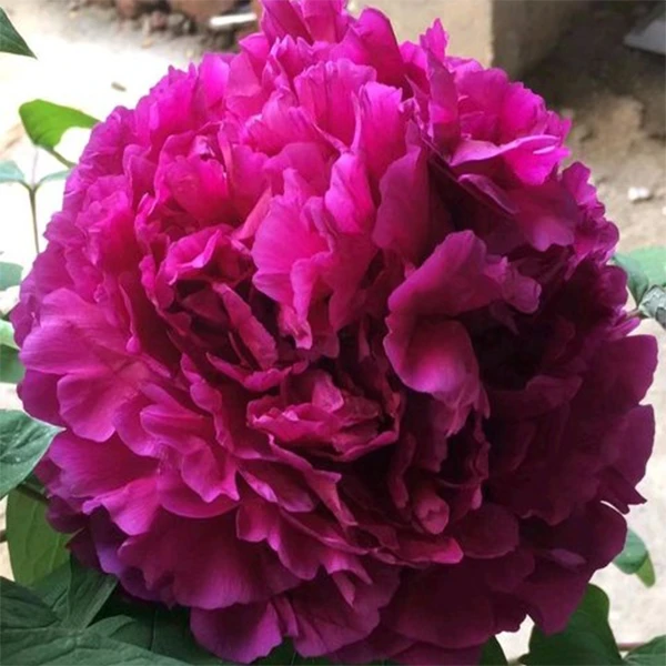 【原盆原土-彭州紫】洛阳重瓣观赏牡丹花大花绿植花卉盆栽地栽好养
