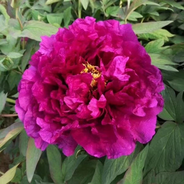 【原盆原土-群芳殿】洛阳重瓣观赏牡丹花大花绿植花卉盆栽好养