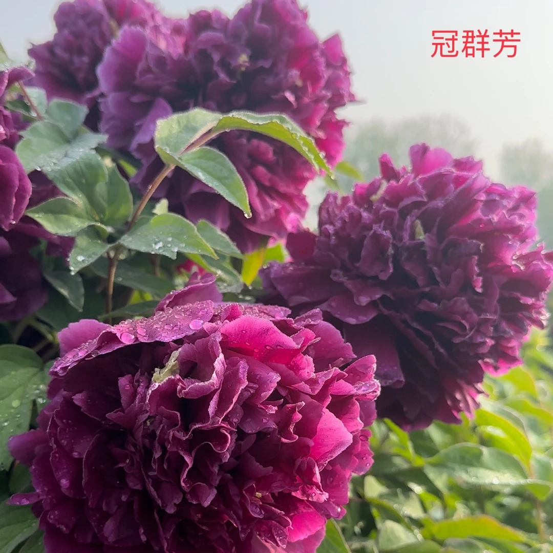 【原盆原土-冠群芳】洛阳重瓣观赏牡丹花大花绿植花卉盆栽地栽好养