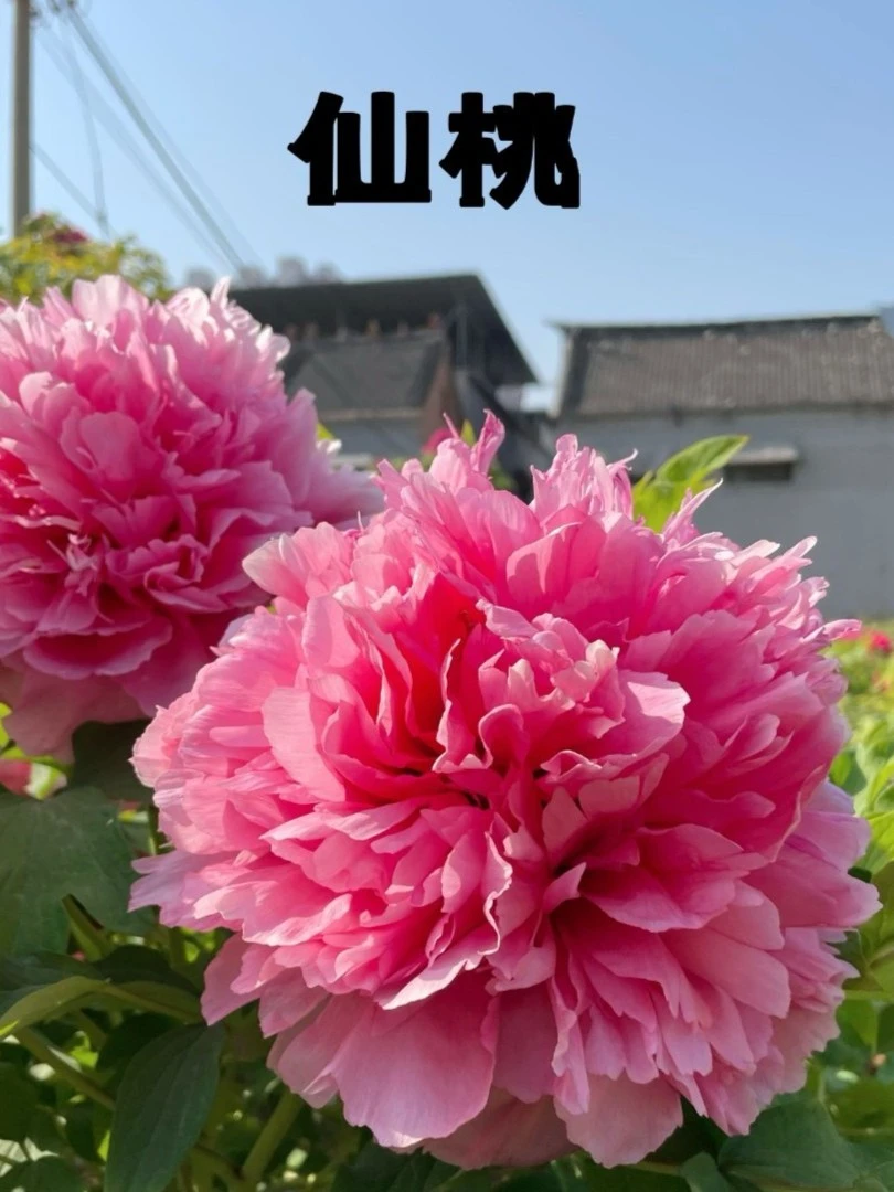 【原盆原土-仙桃】洛阳重瓣观赏牡丹花大花绿植花卉盆栽耐寒好养