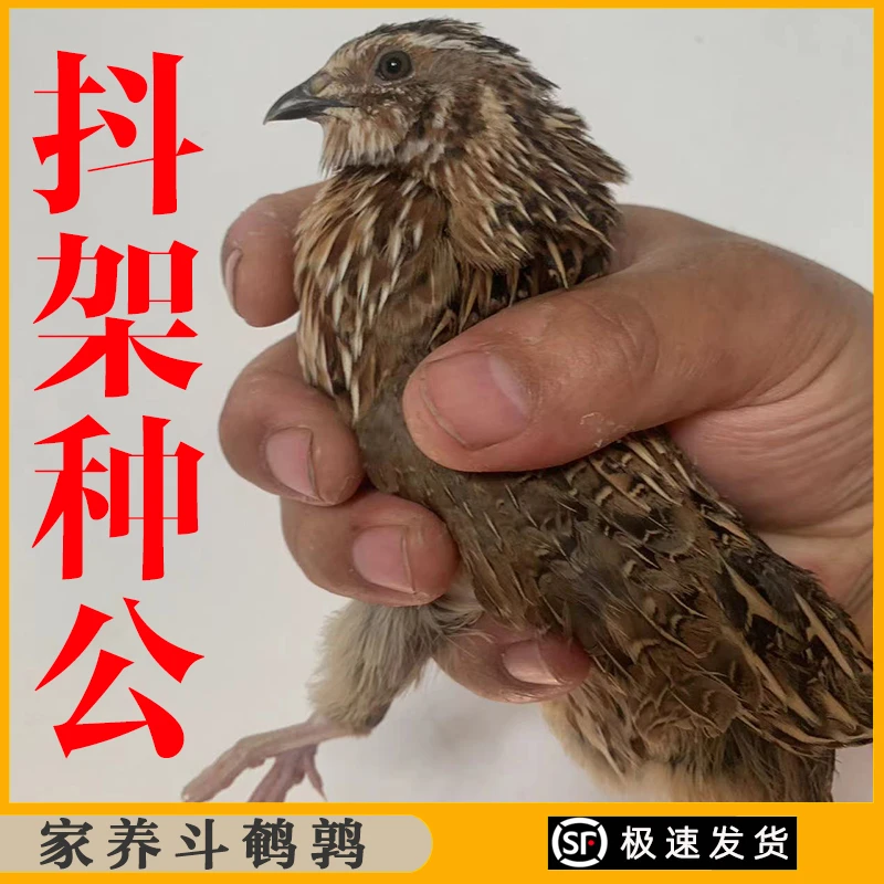 种公鹌鹑鸟 抖架鹌鹑 斗鹌鹑串子 白堂 黑羽，法巨 阳台宠物鹌鹑