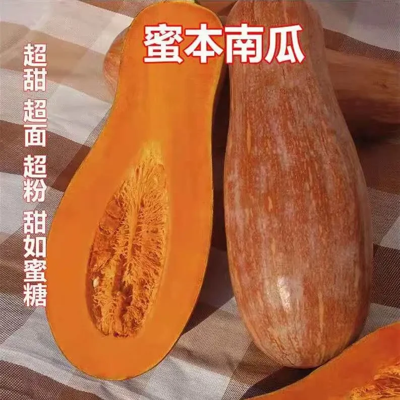 蜜本南瓜种子食用香甜早熟苗蔬菜籽甜面南瓜种籽春播夏秋四季播种