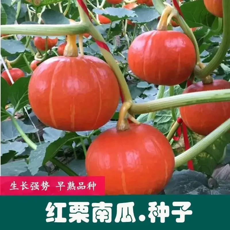高产红栗南瓜种子红蜜板栗贝贝南瓜种籽春秋季香甜糯四季蔬菜种孑