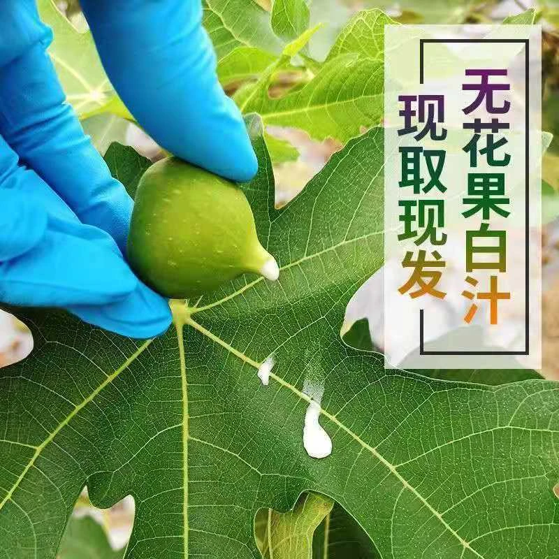 新鲜无花果汁液白汁乳液白浆青皮无花果原浆白汁液民间土方
