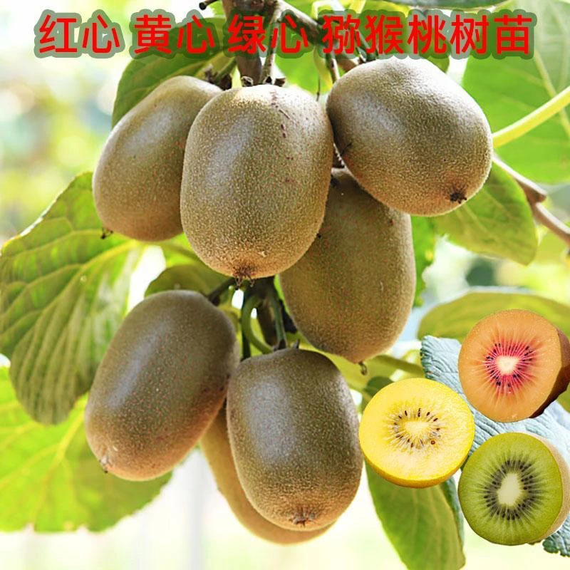 猕猴桃树苗 现挖现发 南北方 盆栽地栽（买两棵送一棵）