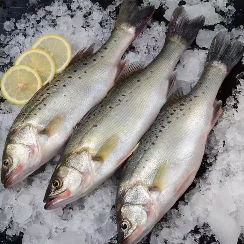 鲜冻海鲈鱼一斤（一条）