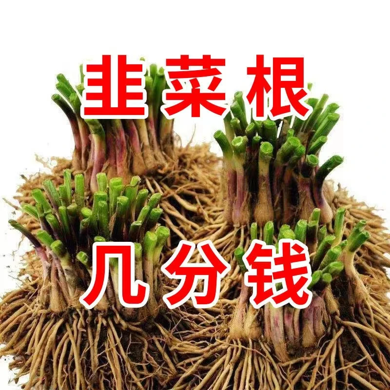 山东紫根韭菜苗紫红根韭菜根批发易紫根种植野生阳台室内绿植新鲜