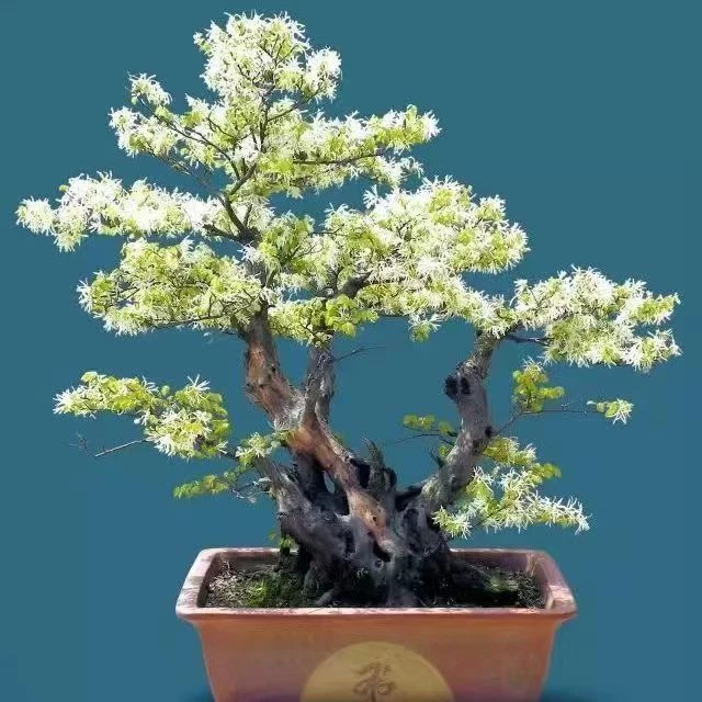 野生白花檵木苗白色满天星继木老桩雪花文艺桩大白银色四常青易活