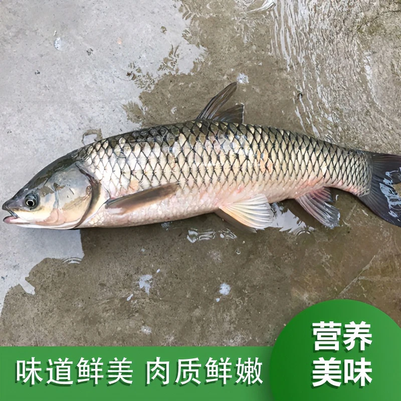 微山湖大草鱼草厚子鱼捕捞混子新鲜美味鲜嫩真空冷链发货营养丰富