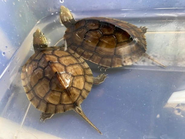 正宗南石冷水龟南石金钱龟